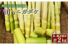 種子島 産 ニガダケ (根本部分と先部分) 計2kg　NFN498【250pt】 筍 美味しい タケノコ 旬 特産品 特産 甘い 味噌汁 佃煮 アスパラガス感覚 旬の味 風味 煮物 旬の食材 たけのこ