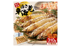 < 季節限定 > 種子島 産 活 車えび ( 活き 車海老 ) 310g 配送日指定　NFN085【375pt】