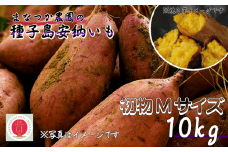 種子島 まなつか農園 安納いも ( 生いも ) Mサイズ 10kg　NFN002【575pt】