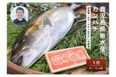 C3-6401／【鹿児島県垂水市産】カンパチ（１匹）　甘口さしみ醤油付き