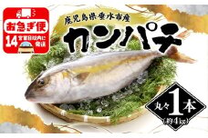 D4-2601／丸ごと 極上カンパチ (4kg保証) 1尾