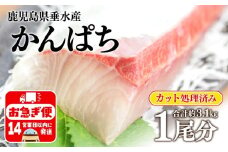 E5-2601／極上カンパチ (捌き前4kg保証) 1尾分 / カット処理済