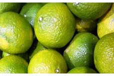 鹿児島県産スイートスプリング 10kg 【1月下旬~2月末までのお届け】 AS-882