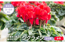 BS-009-2  シクラメン(赤系) 6寸鉢 栽培用3～5分咲き 【11月下旬～12月下旬発送】