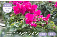 BS-009-1 シクラメン(紫系) 6寸鉢 栽培用3～5分咲き 【11月下旬～12月下旬発送】