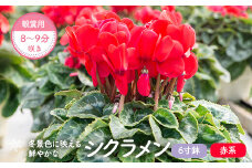 BS-010-1 シクラメン(赤系)  6寸鉢 観賞用8～9分咲き 【11月下旬～12月下旬発送】