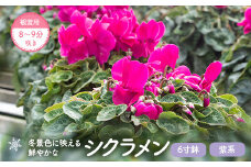 BS-010-2  シクラメン(紫系) 6寸鉢 観賞用8～9分咲き 【11月下旬～12月下旬発送】