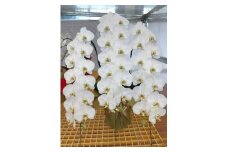 BS-814-5 胡蝶蘭 V3白大輪3本立て 30~33輪 蕾込み (ラッピングなし)