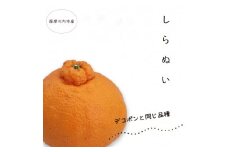 AS-2139 【訳あり】鹿児島県産しらぬい（デコポン同等品種） 約4kg 【2024年4月～5月順次発送】