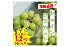 AS-830 シャインマスカット（鹿児島県薩摩川内市産） 4パック合計約1.2kg 【2023年8月上旬～8月下旬に順次発送】