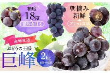 BS-102 巨峰 2㎏ 【2023年7月下旬以降出荷】