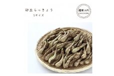 AS-2107 【数量限定】【先行予約】砂丘らっきょう Sサイズ 4kg