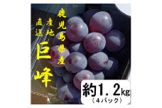AS-2014 巨峰（鹿児島県薩摩川内市産） 4パック 合計約1.2kg 【2023年8月上旬～8月下旬に順次発送】