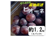 AS-2091 ピオーネ（鹿児島県薩摩川内市産） 4パック合計1.2kg 【2023年8月上旬～8月下旬に順次発送】