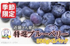 AS-512 【先行予約】特選ブルーベリー 1000g（500g×2） 【7月以降順次発送】(B-1)