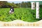 鹿児島県産 土付き ごぼう 約3kg