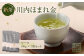川内ほまれ【金】煎茶 計300g（100g×3パック）
