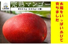 BS-515　【季節限定】特選贈答完熟マンゴー 800g（400g×2個）(M-1) 7月下旬以降発送