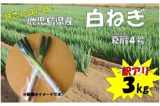 ZS-673 【季節限定】【訳アリ】 白ねぎ 3kg 夏扇４号 農家直送