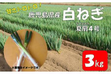 ZS-949 【季節限定】 白ねぎ A品 3kg 夏扇４号 農家直送