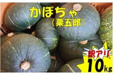 【訳アリ】かぼちゃ（栗五郎） 10kg  季節限定 農家直送 鹿児島県産 ZS-960