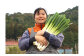 発送時期が選べる！ アグリ福ちゃん 冬野菜セット（5種類）