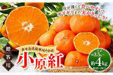AS-0110 小原紅（贈答用）約3.5kg～4kg（約25玉～約30玉）【2025年12月中旬以降順次発送】 みかん 蜜柑 ミカン 幻のみかん 果物 くだもの 贈答用