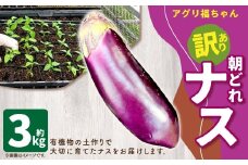 【鹿児島県産】【訳あり】 ナス 3kg なす 茄子【2025年7月上旬から9月下旬発送予定】 ZS-6130