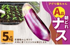 【鹿児島県産】【A品】 ナス 5kg なす 茄子【2025年7月上旬から9月下旬発送予定】 ZS-979