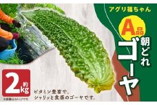 【鹿児島県産】【A品】 ゴーヤ 2kg ゴーヤー 朝どれ 夏野菜 【2025年7月上旬から9月下旬発送予定】 ZS-556