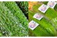 【鹿児島県産】【A品】 ゴーヤ 2kg ゴーヤー 朝どれ 夏野菜 【2025年7月上旬から9月下旬発送予定】 ZS-556