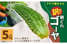 【鹿児島県産】【訳あり】 ゴーヤ 5kg ゴーヤー 朝どれ 夏野菜 【2025年7月上旬から9月下旬発送予定】 ZS-788