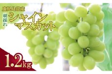 ＼朝採れ／ 鹿児島県産 シャインマスカット 1.2kg（2房）ASR-2227