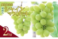 ＼朝採れ／ 鹿児島県産 シャインマスカット 2kg（3～4房）BSR-097