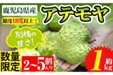 No.274 ＜数量限定！＞鹿児島県産！アテモヤ(約1kg：2～5個) 国産 鹿児島 日置市 産地直送 スイーツ デザート 果実 果物 くだもの フルーツ 贈り物 贈答品 甘味 糖度 とろける触感【はまうえ果樹園】
