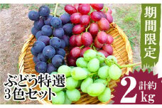 No.122 ぶどう特選3色セット(計約2.0kg・約6房) 国産 九州産 鹿児島県産 果物 フルーツ 葡萄 ブドウ 数量限定 ピオーネ シャインマスカット 詰合せ 詰め合わせ セット 食べ比べ【かんとりぃぱぁく】