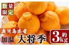 No.439 《期間・数量限定》加温大将季(約3kg・化粧箱入り)8～12玉入り！国産 九州産 フルーツ 蜜柑 みかん 大将季 ギフト 贈答 数量限定【さつま日置農協北部営農センター】