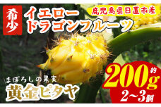 No.481 ＜数量限定＞鹿児島県産！ 黄金ピタヤ(イエロードラゴンフルーツ)(計約200g・2～3個) 果物 果実 フルーツ ドラゴンフルーツ イエロードラゴンフルーツ 希少 送料無料 【はまうえ果樹園】