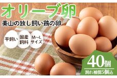 No.780 鹿児島県産美山オリーブ卵(40個) 割れ保証付 国産 九州産 鹿児島県産 たまご タマゴ オリーブ 卵 鶏卵 生卵 おかず TKG 卵かけご飯 朝食 数量限定【美山たまご王国】【779】