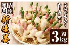 No.873 ＜数量・期間限定＞新生姜(約3kg) 国産 九州産 鹿児島県産 野菜 生姜 しょうが ショウガ 薬味 初夏 旬【さつま日置農協】
