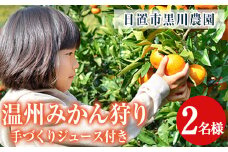 No.1251 ＜先行予約受付中＞温州みかん狩り(2名分)＆人気のジュース付き(2本)不知火 みかん狩り 体験 日置市 果物 果実 フルーツ 柑橘 みかん ミカン チケット ミカンジュース 期間限定【黒川農園】