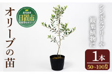 No.1253 ＜数量限定＞オリーブの苗(1本)鹿児島県産 苗 観葉植物 オリーブ 国産 シンボルツリー 庭木 内祝い ギフト 贈答 プレゼント 観賞 苗木【鹿児島オリーブ】