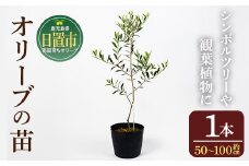 No.1253 ＜数量限定＞オリーブの苗(1本)鹿児島県産 苗 観葉植物 オリーブ 国産 シンボルツリー 庭木 内祝い ギフト 贈答 プレゼント 観賞 苗木【鹿児島オリーブ】