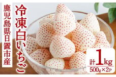 No.646-B 冷凍白いちご(約500g×2袋・計約1kg) 国産 鹿児島 日置市 加工品 苺 イチゴ いちご 冷凍 果物 くだもの フルーツ 小粒 冷凍果実 アイス スムージー シロップ ジャム 冷凍フルーツ 数量限定 【ままりあ農園】