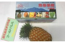 ゴールドバレル(パイナップル) 2個(約1kg×2個・計約2kg)【大徳産業】A108-v01