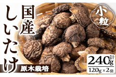 国産しいたけ(計240g・2袋) しいたけ きのこ 常温【九南サービス(タマチャンショップ)】A500-v01