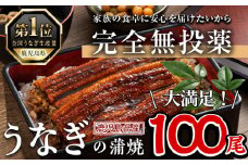鹿児島県産うなぎ蒲焼 (1尾あたり136ｇ～155ｇ×100尾、タレ・山椒付き) 鰻 ウナギ うな重 ひつまぶし かばやき 九州産 国産 冷凍【西日本養鰻】P5