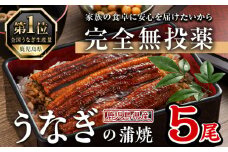 鹿児島県産うなぎ蒲焼 (1尾あたり136g～155g×5尾、タレ・山椒付き) 鰻 ウナギ うな重 ひつまぶし かばやき 九州産 国産 冷凍【西日本養鰻】B175