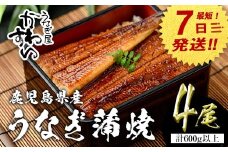 【7営業日以内に発送！】＜うなぎ屋かわすい＞【OPEN記念！きざみ鰻セット！】鹿児島県産 国産うなぎ蒲焼 (計675g以上 / 1本あたり150～169g×4本・計600g以上 ＆ きざみ鰻 75g) タレ入り 鰻 うな重 かばやき【川口水産】A856-v01