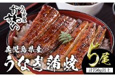 ＜うなぎ屋かわすい＞【OPEN記念！きざみ鰻セット！】鹿児島県産 国産うなぎ蒲焼 (計825g以上 / 1本あたり150～169g×5本・計750g以上 ＆ きざみ鰻 75g) タレ入り 鰻 うな重 かばやき【川口水産】A857-v01